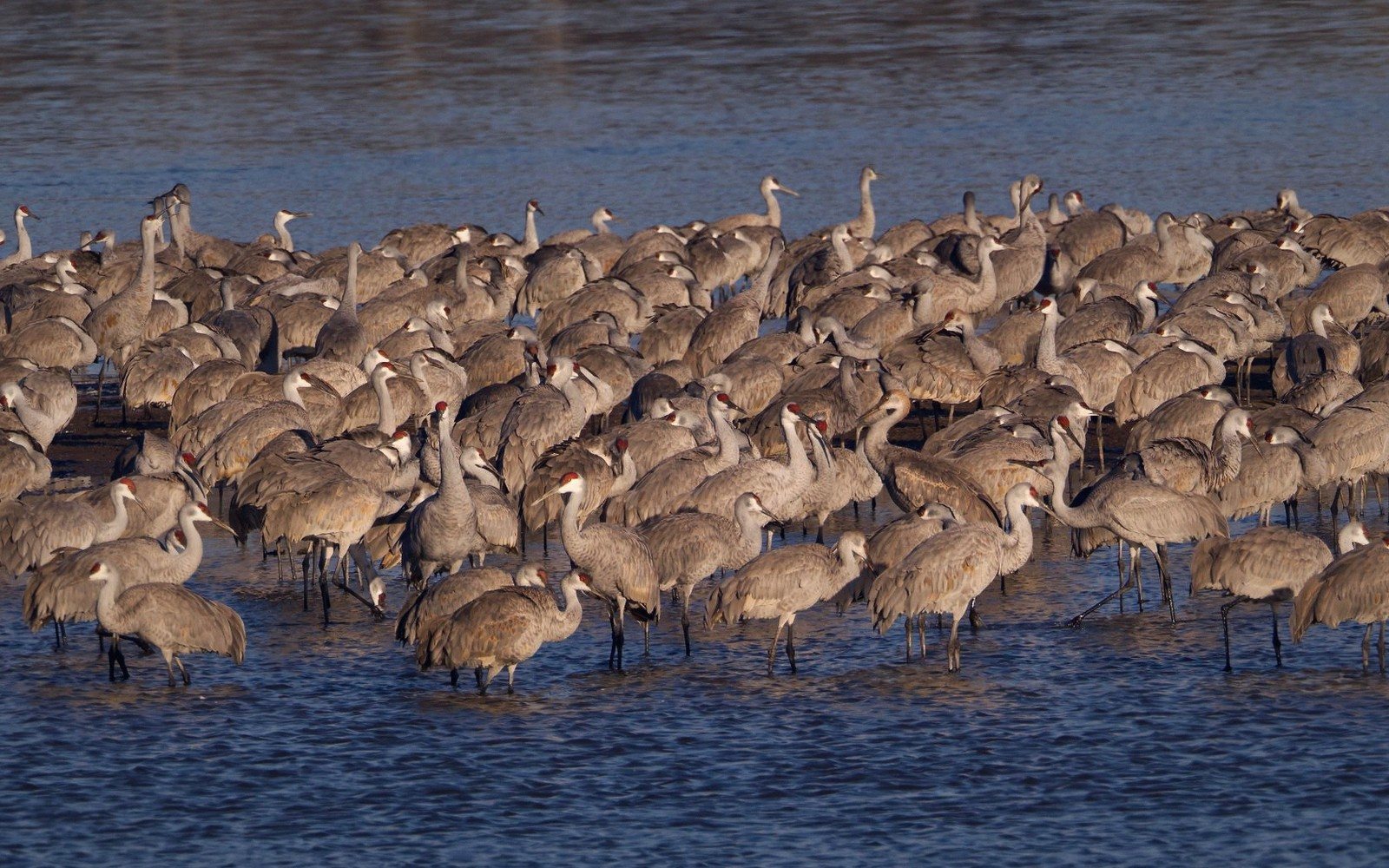 Waders, Terns and the Shore Year